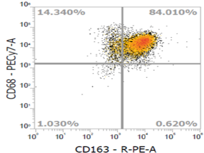 Macrophage-Involved IO Models: Empowering Cancer Immunotherapy